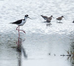 Black-necked Stilt, Salt Ponds, Jolly Harbor, Antigua